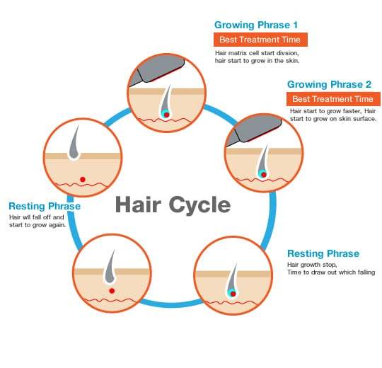 Define Human Hair Cycle